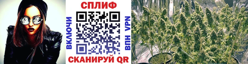 Бошки марихуана планчик  площадка телеграм  Рубцовск  где найти  